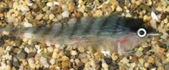 Enrico Puglisi Inshore/Offshore Mackerel Saltwater Fly